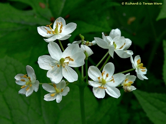 {Diphylleia cymosa}